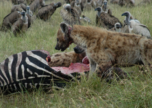 hyena-zebra.jpg