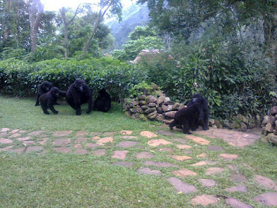 A mountain Gorilla Family all of a sudden just decided to visit Bwindi Lodge, sending all visitors into scampers! Here are some of the photos we managed to take from the scene.  Just remember, Gorillas and Wildlife Safaris Uganda still beats anyone's record in offering the lowest cost gorilla tracking and wildlife safaris. Enjoy!!