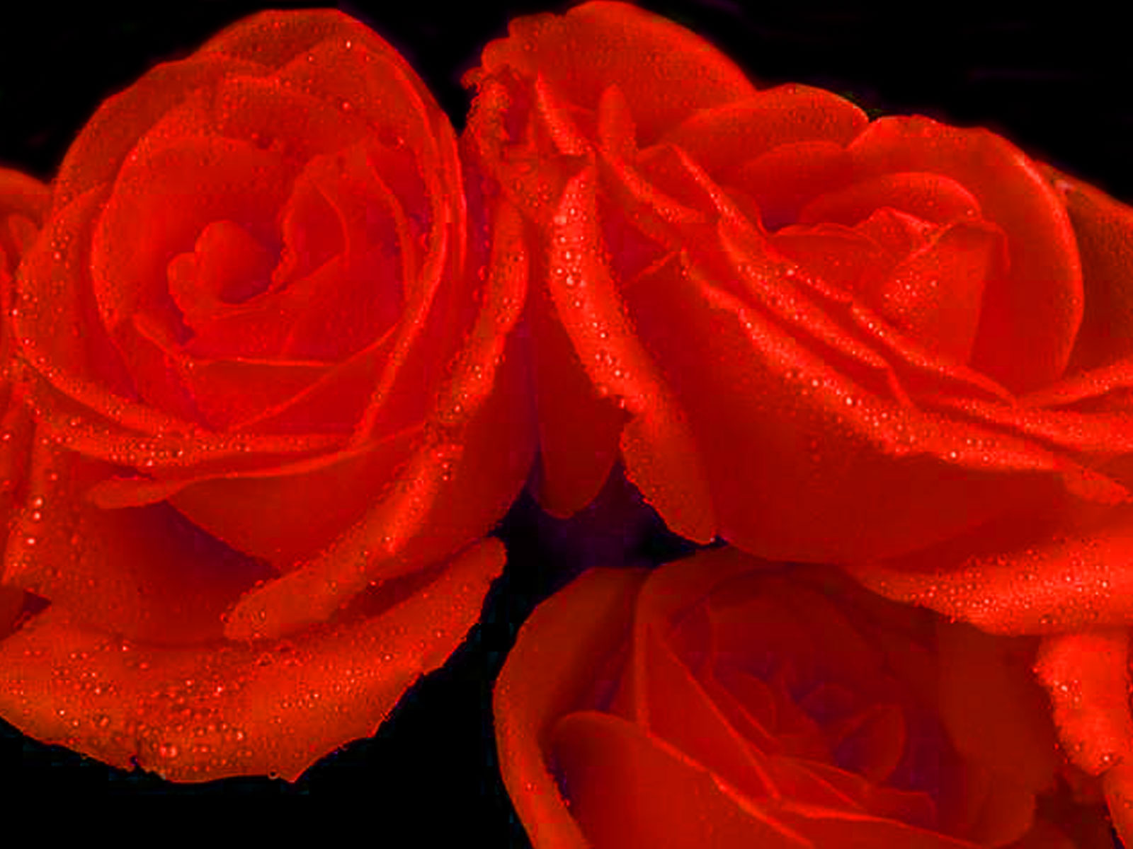 Red Rose Heart Wallpaper Red Rose Heart Wallpaper