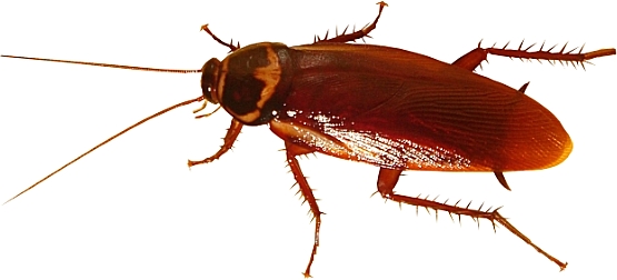 One of Those Days OOTD Log The Roaming Roach