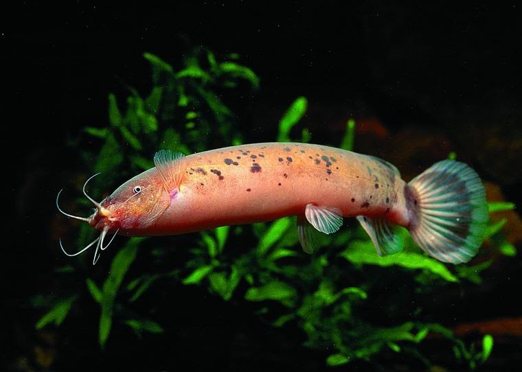Electric Catfish Aquatic Animals