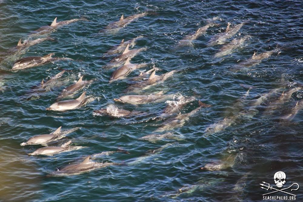 the cove annual killing of dolphins (sea shepherd/taiji dolphin slaughter) japan — fishermen went forward with the cruel tradition early tuesday morning, killing about 80 of 250 captured dolphins. the cove annual killing of dolphins (sea shepherd/taiji dolphin slaughter) japan — fishermen went forward with the cruel tradition early tuesday morning, killing about 80 of 250 captured dolphins.