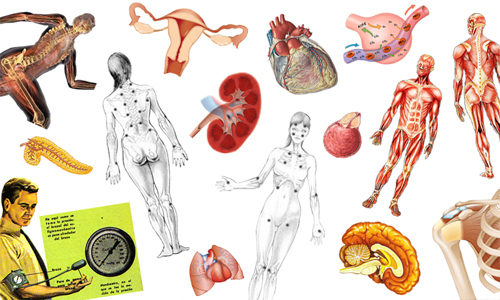 Metabolismo Definicion Y Funcion