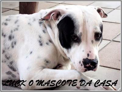 mascote da casa, sempre alerta a tudo!!