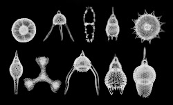 microscopic ocean life