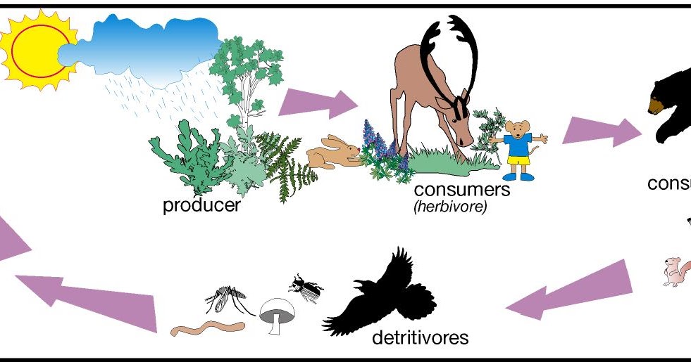 what is the maximum number of links in a food chain