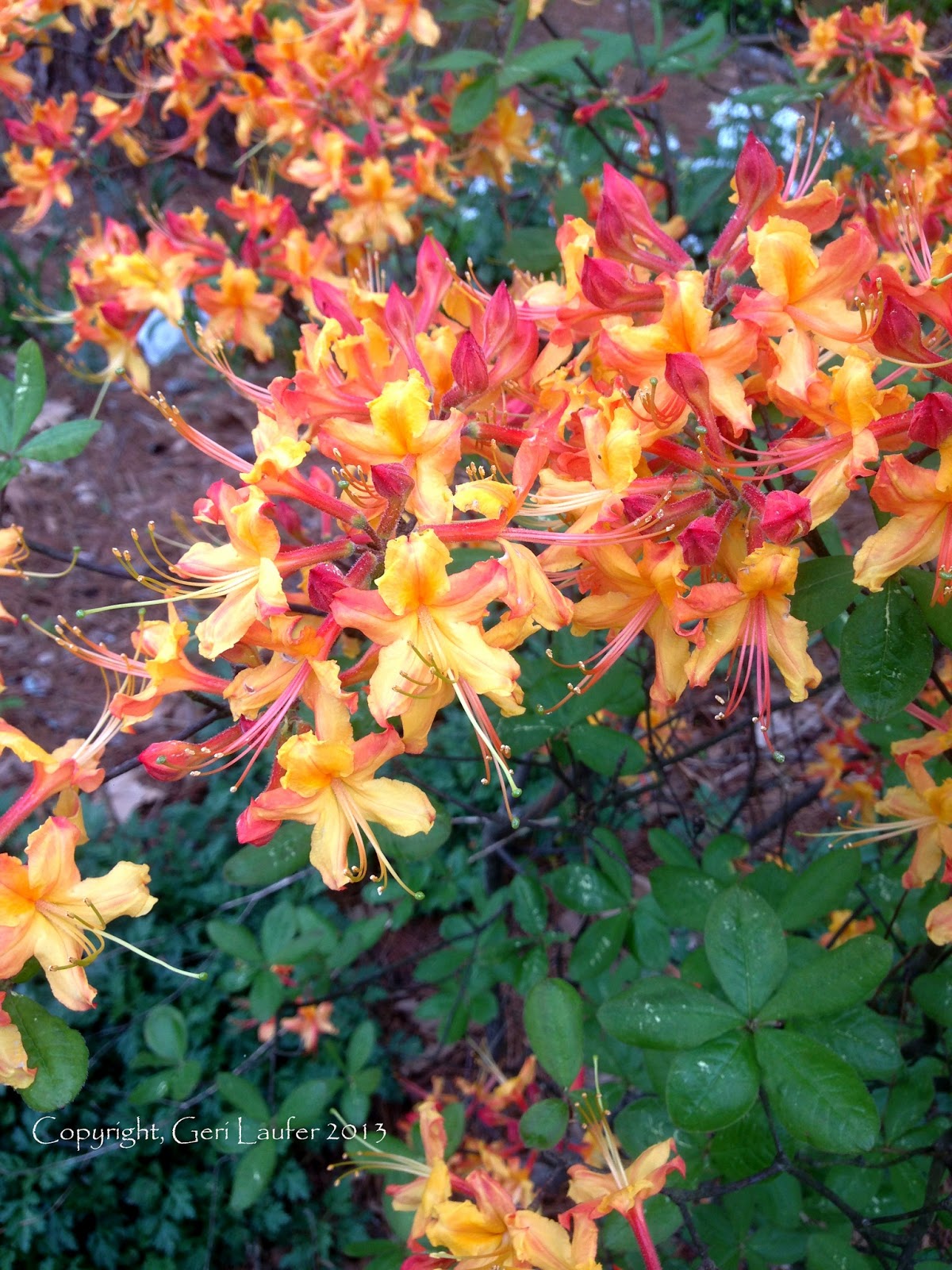 Planting Bare Root Flowering Quince Chaenomeles Speciosa In The