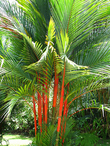 Nayara Gardens : Palma de tallo Rojo - Cyrtostachys renda