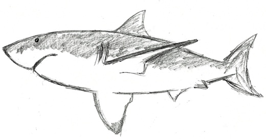 Realistic Shark Coloring Pages Realistic Shark Coloring Pages