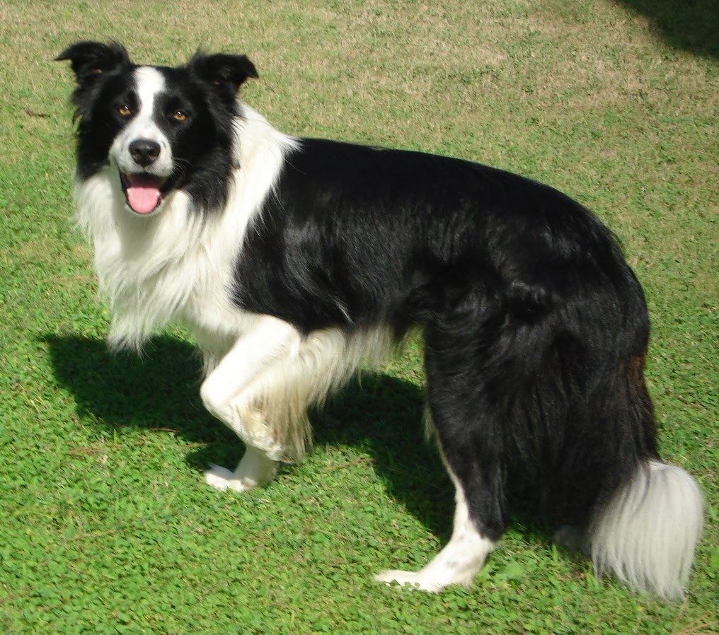 harga border collie