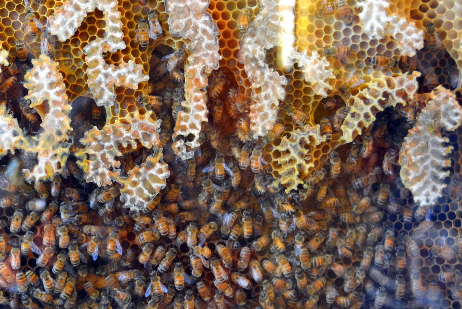 Honey Absinthe – Spirt Of The Hive