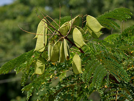 Caesalpinia sappan L. (Fam. Fabaceae)
