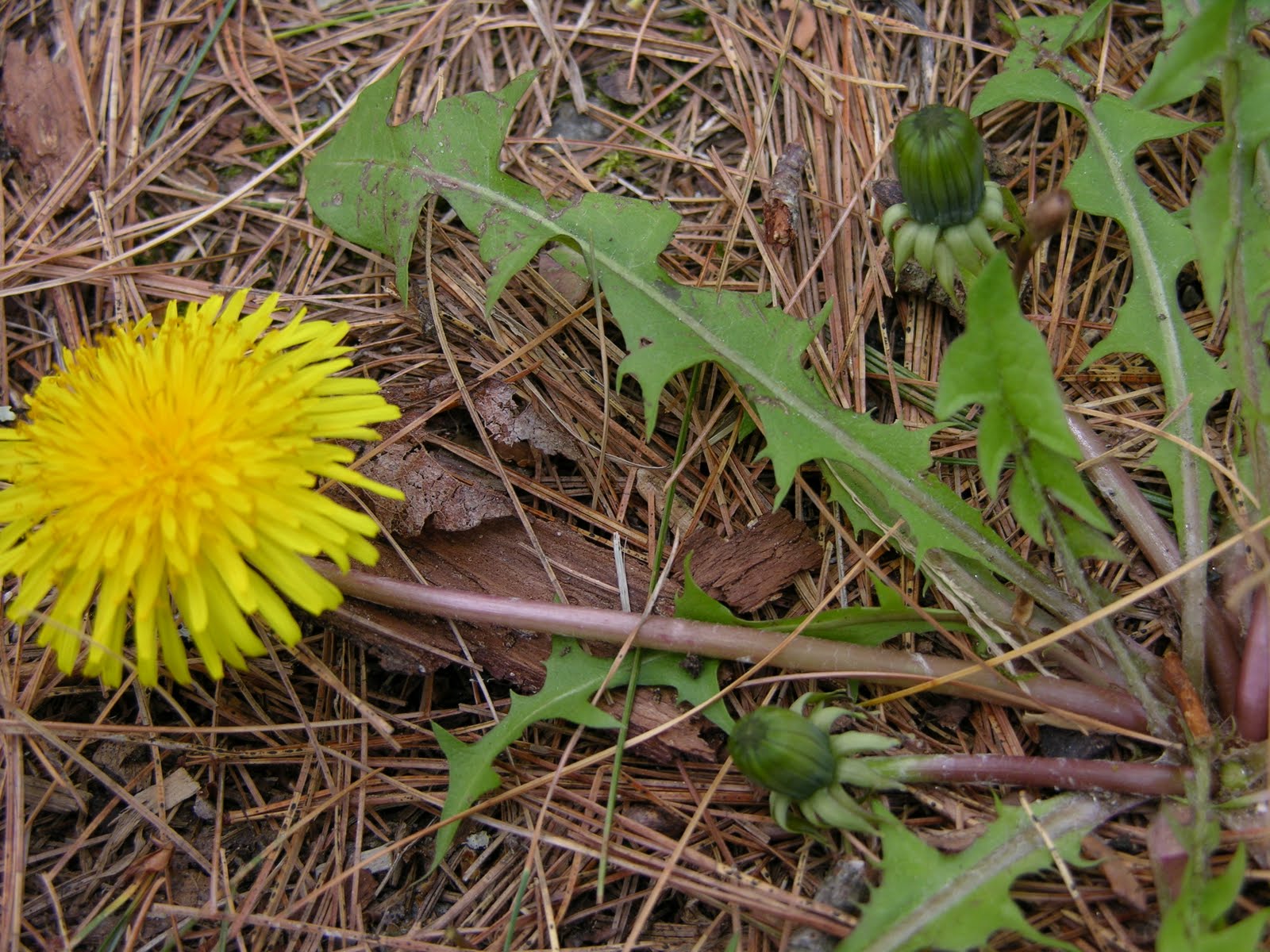 Simply Cool Stuff Dandelion Bitter, and, Sweet!