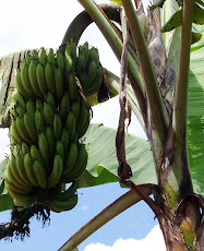 der Bananenbaum