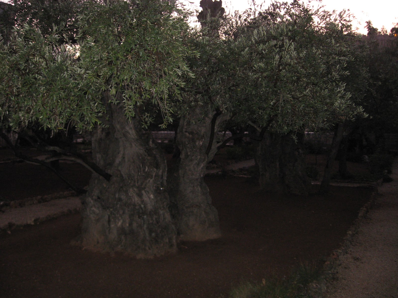 Sacred Space102fm: The Ancient Olive Trees of Gethsemane