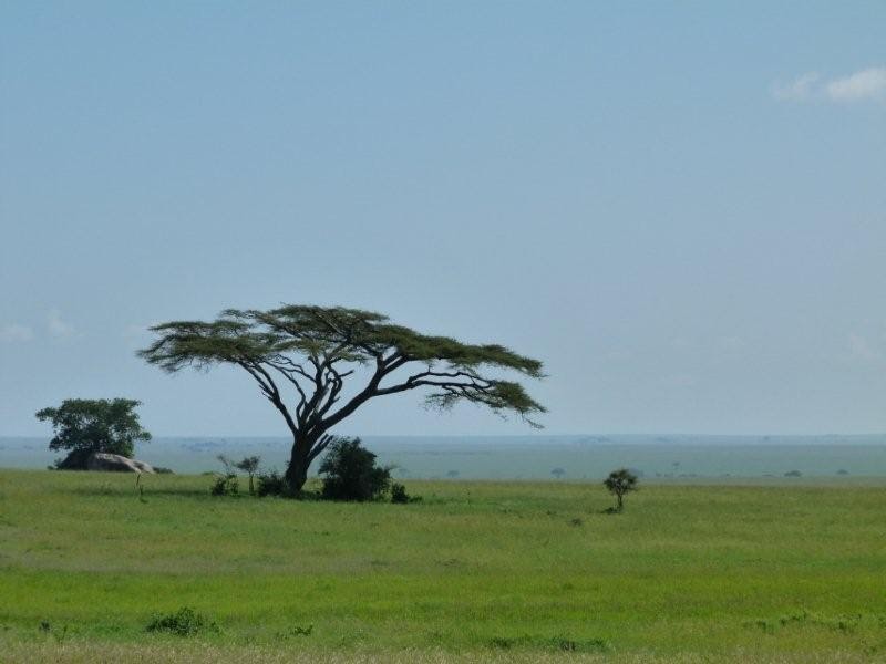 Safari Ecology Why do savanna trees have flat tops?