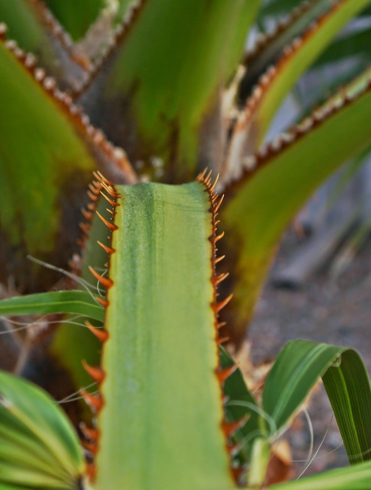 photos A6000 Palm thorns