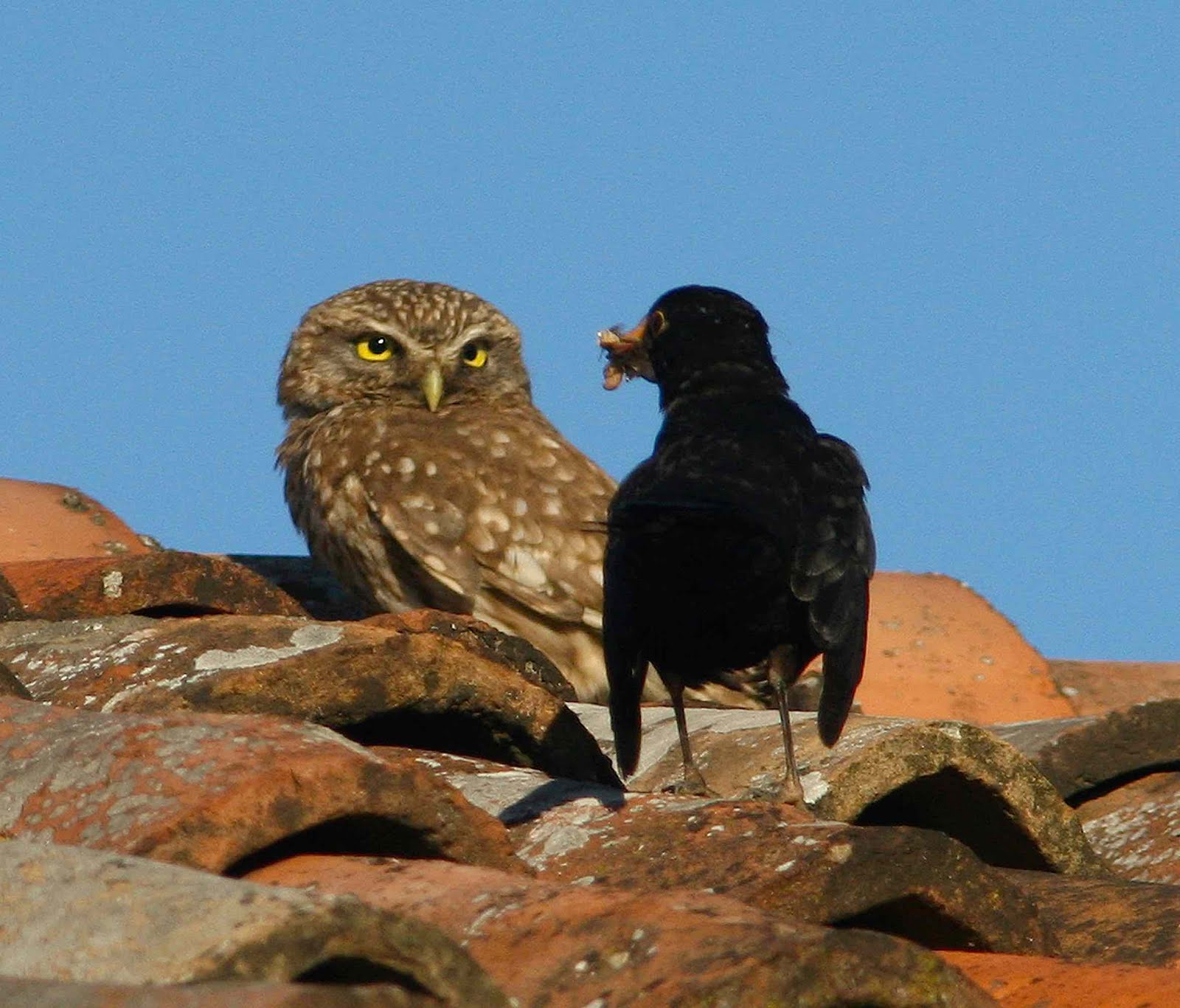 Owl Storytelling Ordinarie Storie Di Mobbing Tra Gufi Civette E Altri Uccelli 1 Puntata