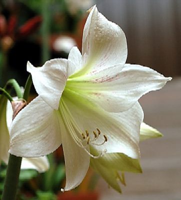 Imágenes de flores y plantas: Azucena