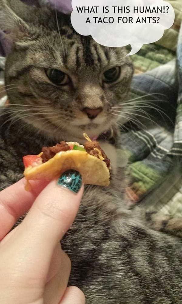 30 Funny animal captions - part 19 (30 pics), cat meme, lolcat, cat picture with caption, what is this taco for ant