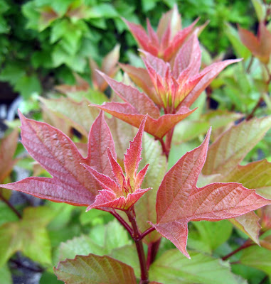 Redwing™ viburnum spring leaf color
