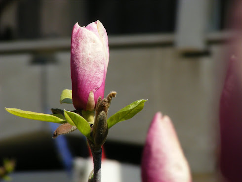 Primavara - Flori de magnolii