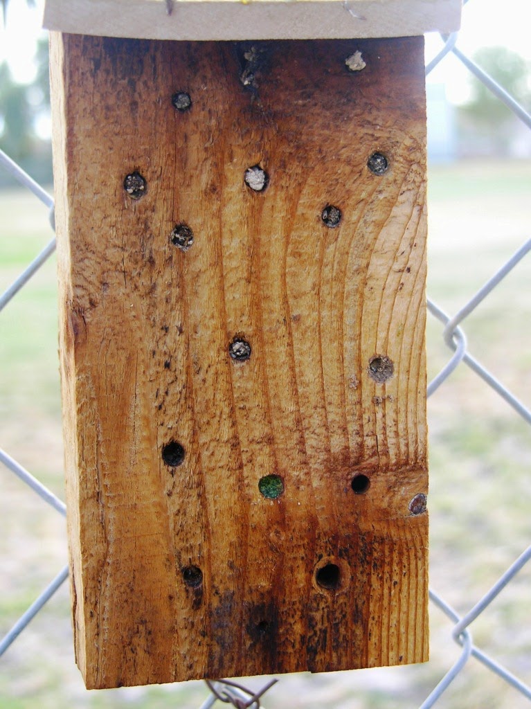 Xtremehorticulture of the Desert Leafcutter Bee Perfect Circles Now