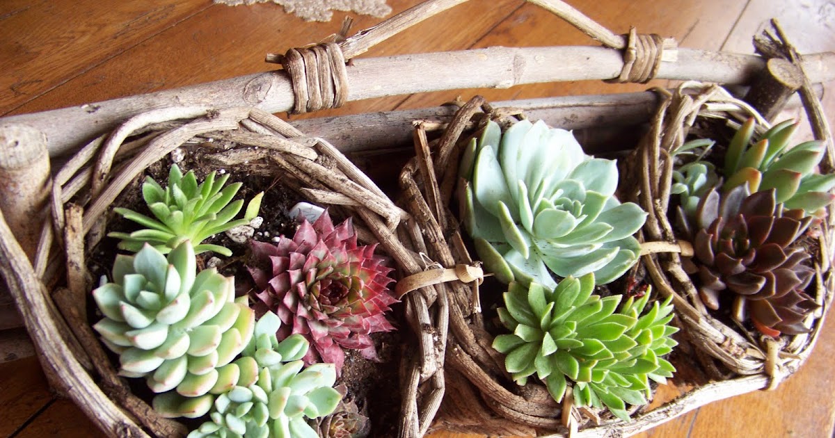 I Love My Garden: New Succulent Container