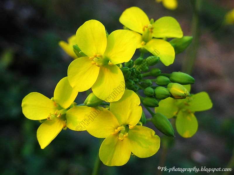 Canola Nature, Cultural, and Travel Photography Blog