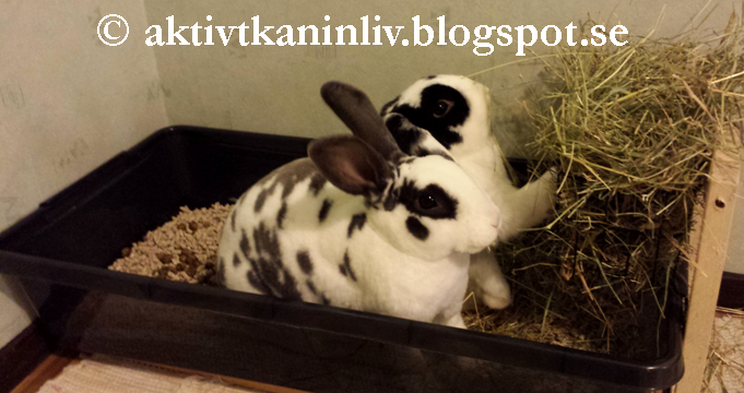 kan kaniner äta banan kan kaniner äta banan