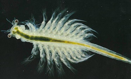 Pakan Sehat Berkualitas Bagi Ikan Dan Udang Artemia Si Pakan