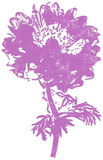アネモネ 紫 花 かわいいスタンプ 判子 イラストのフリー素材集 無料
