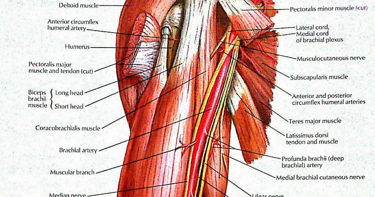 VISUAL ANATOMY brachial artery and its branches & nerves in brachium