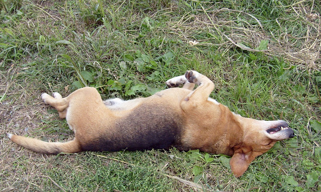 Смешно спящая собака - вверх лапами
