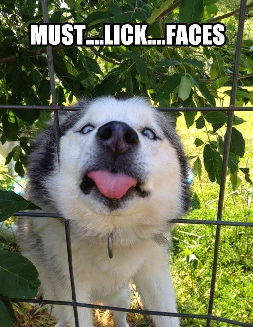 A Happy Havanese Why Dogs Lick You