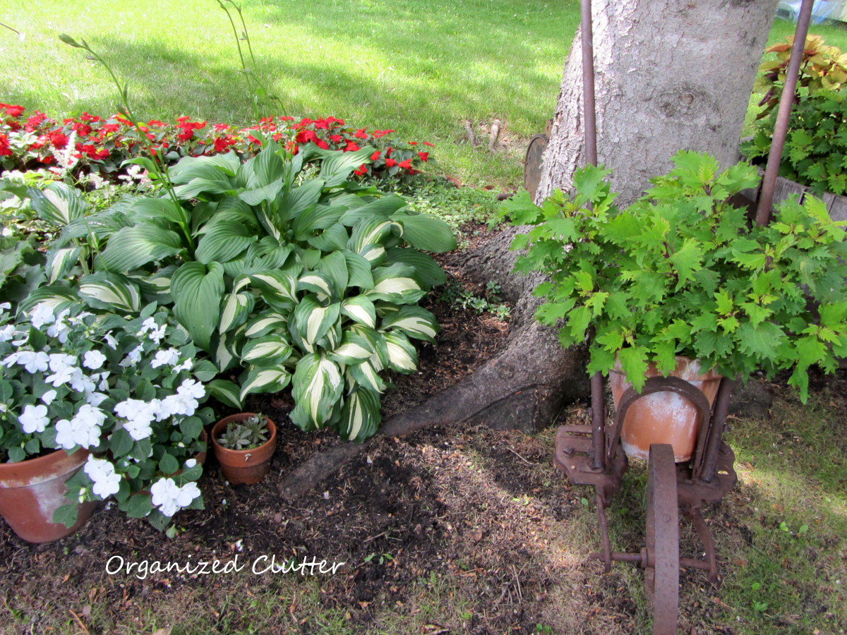 Planting Under a Spruce Tree Another Terra Cotta Pot Edging