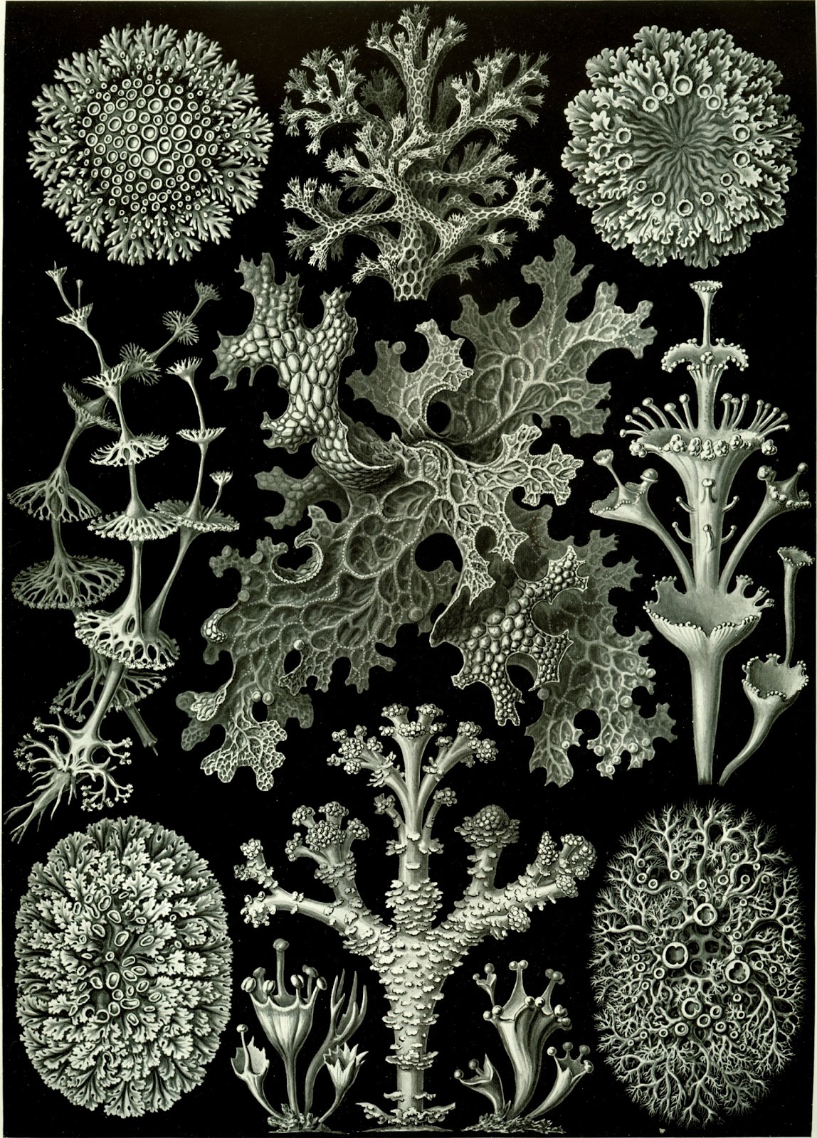 Kings And Pioneers: Ernst Haeckel