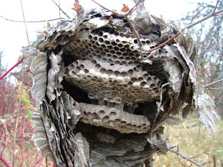 The Hornet`S Nest [1955]