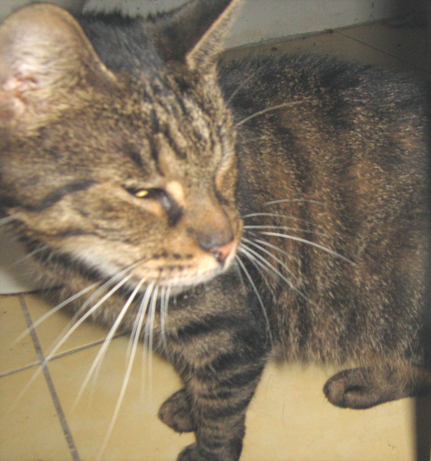 I Kto Tu Mruczy Taka Sobie Historia