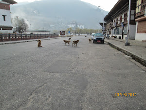 Paro city early in the morning.