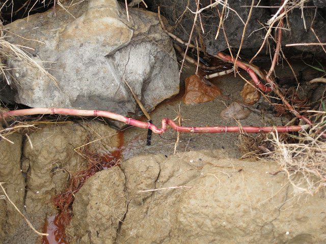 Red root of reed crosses mud and stones.