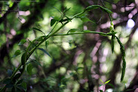 Jeunes pointes de tamier (dioscorea communis), attention, seules les jeunes pousses sont comestibles, la plante devient toxique en vieillisant et tout particulièrement ses fruits.