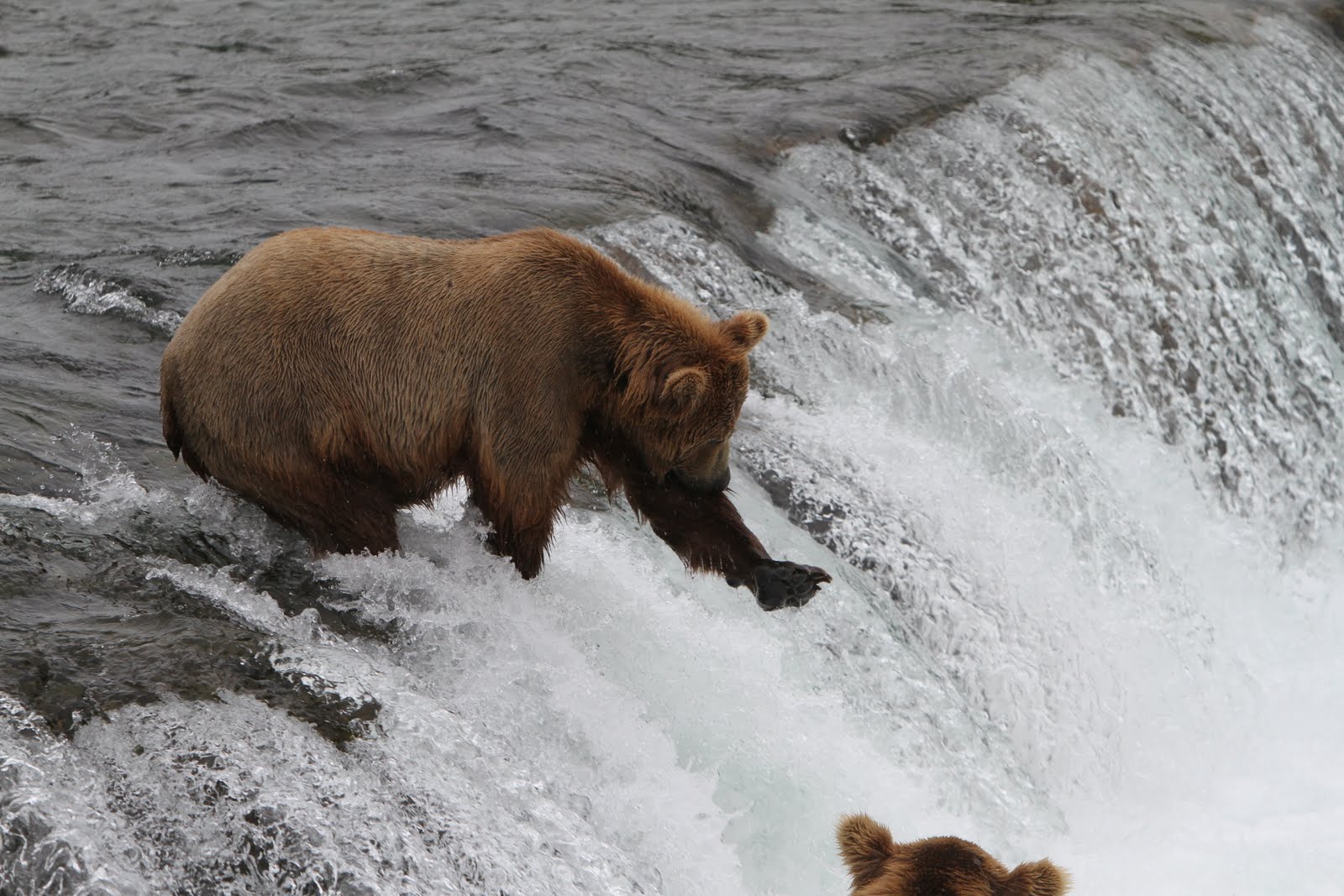 Bear Catch Fish