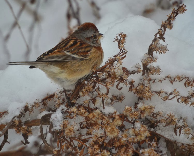 ...the warm colors (rich browns, beautiful caramels, and rusty accents) of these winter birds add to their charm! ...the beautiful warm colors of these arctic birds also help them blend into dried and dead winter foliage.