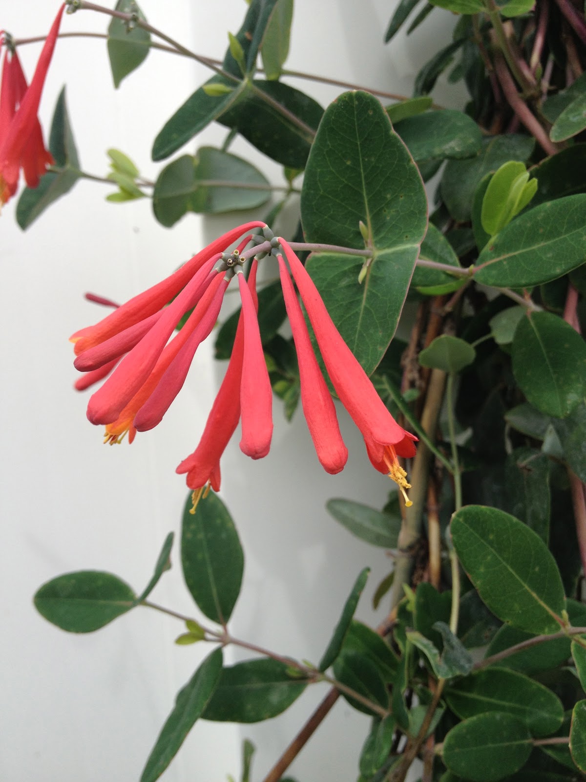 White Swan Properties Blogspot Boxwoods For Ontario Landscapes