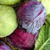9 εκπληκτικά, διατροφικά οφέλη του λάχανου