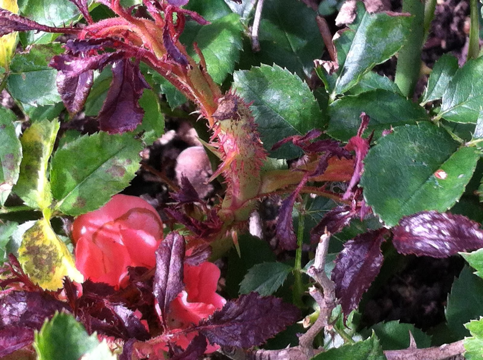 Garden Musings from Memphis Area Master Gardeners The Demise of the Roses