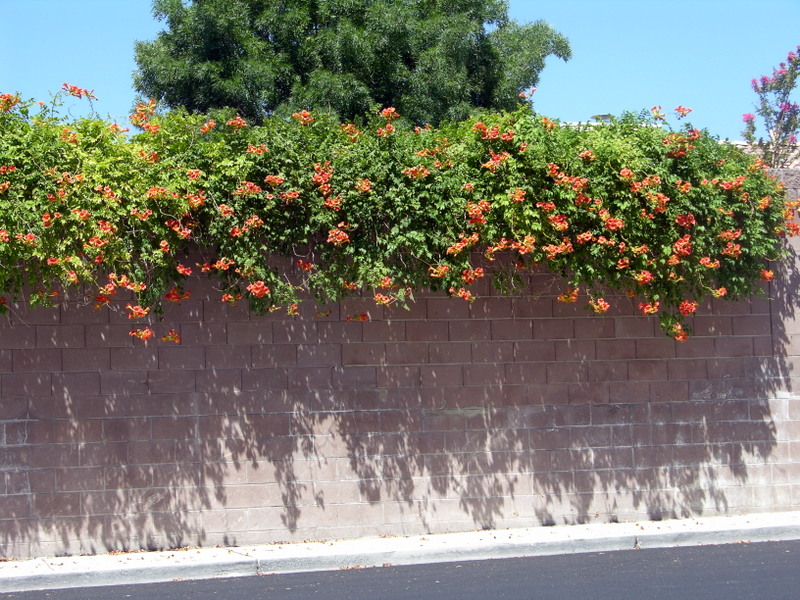 Xtremehorticulture of the Desert Will Clematis Grow in the Mojave Desert?