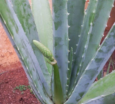 sabila o aloe vera florecida. Planta remedio natural para la alergia sabila o aloe vera florecida. Planta remedio natural para la alergia