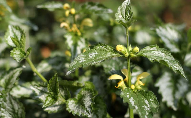 Yellow Archangel Flowers Pictures